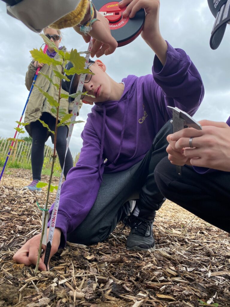 measuring a tree