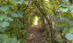 tree tunnel