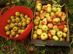 Old Somerset Russet and Tom Putt apples freshly picked from the Millennium Green Orchard to be used for juicing on Apple Day, 9th October 2015. 