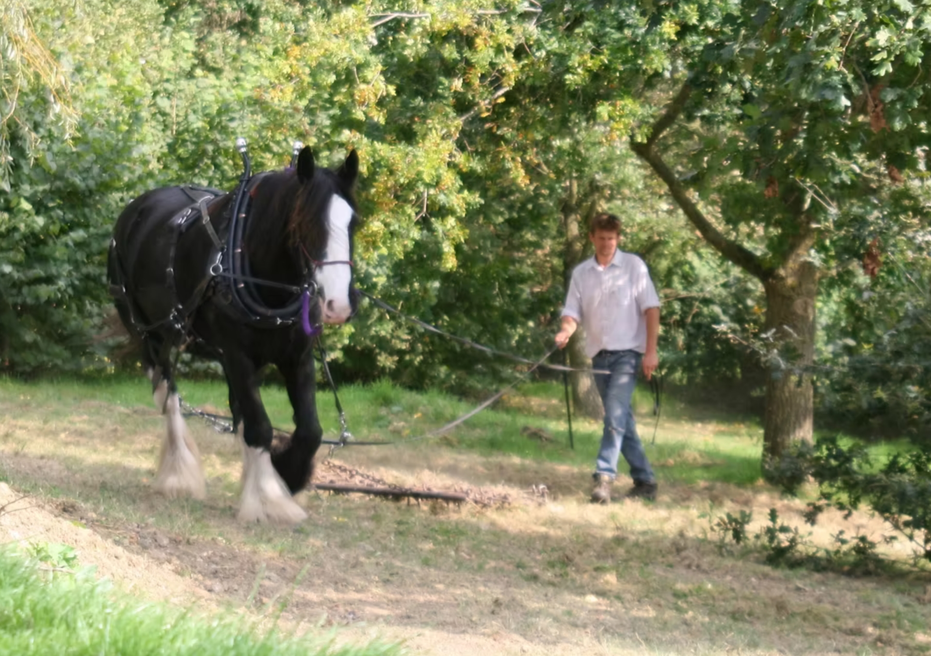 Community woodland walk out