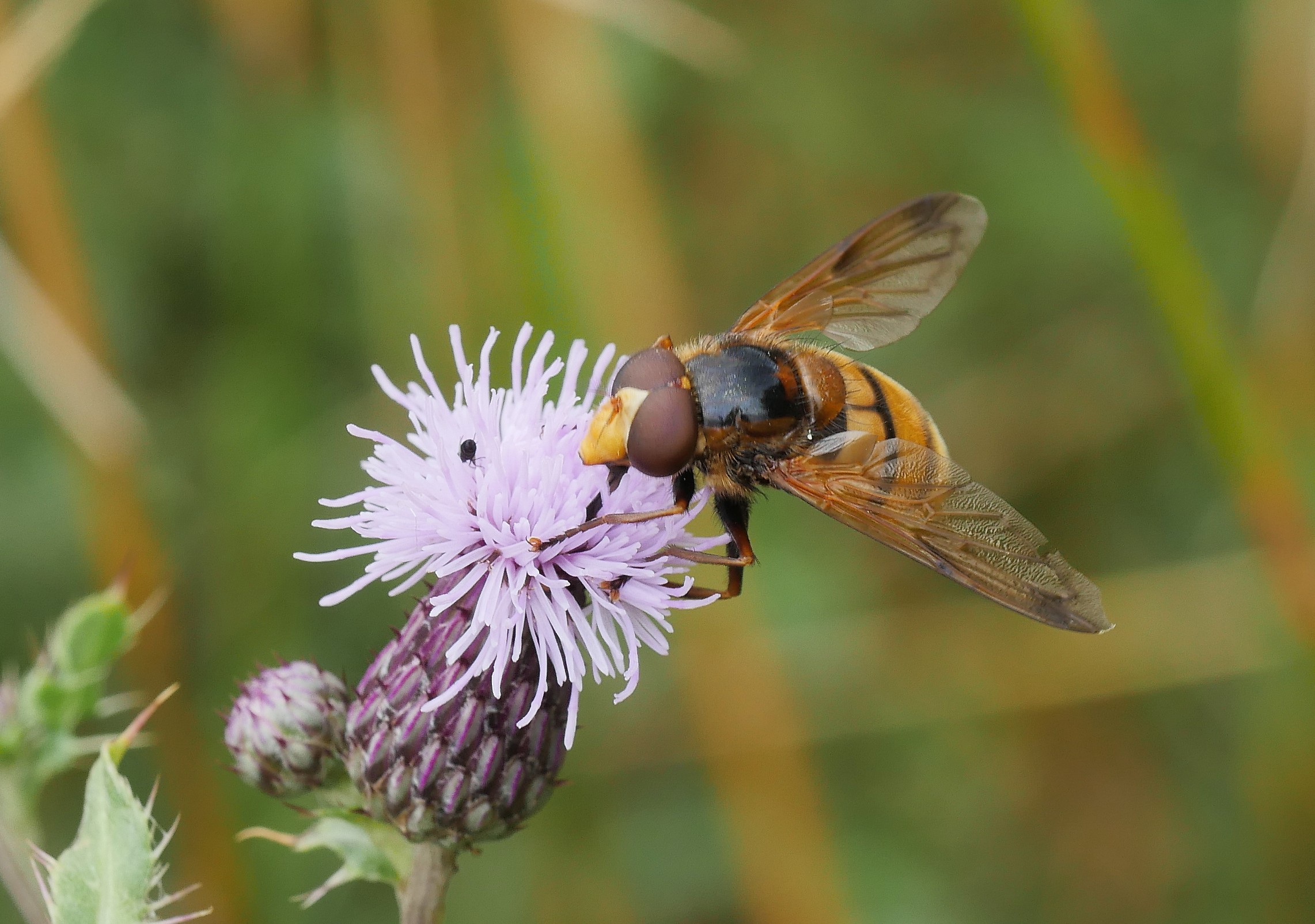 Hope for Nature: Why Rewilding Matters (online)