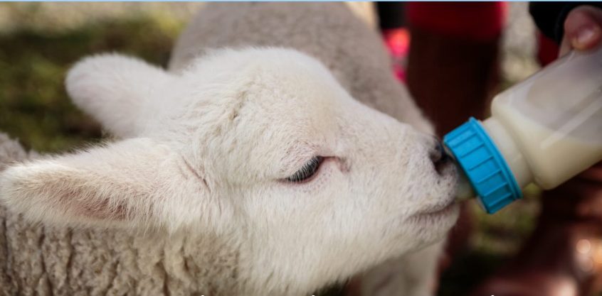 Lamb Feeding and Animal Farm tours