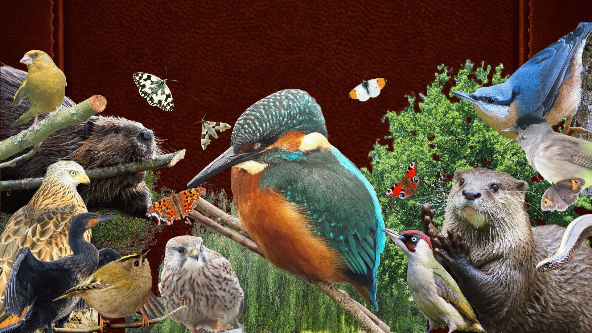 Nature Safari