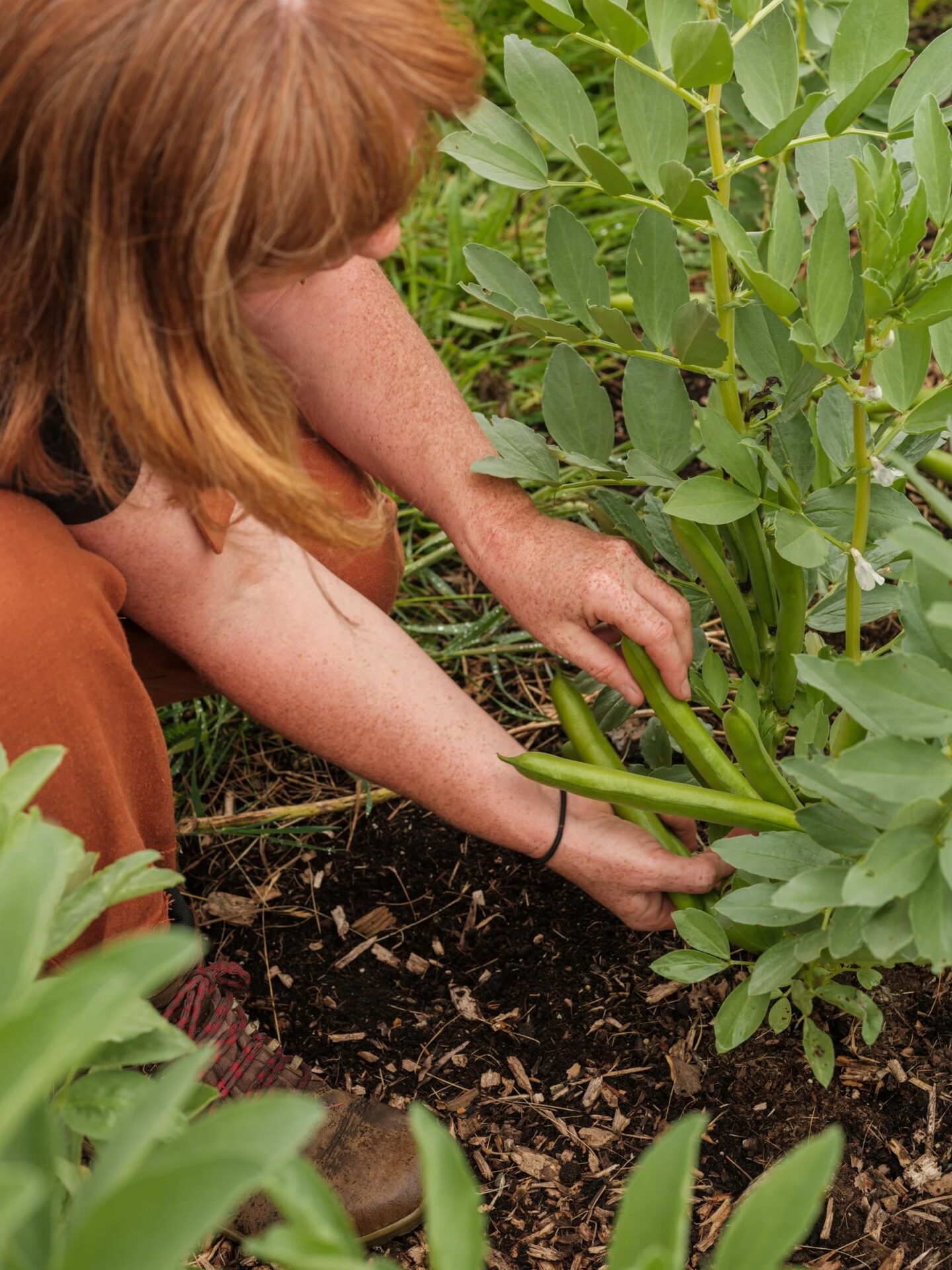 Introduction to Forest Gardening