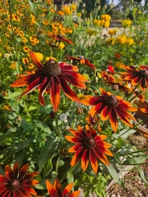 Cultivating Colour: An Introduction to Plant Dyes