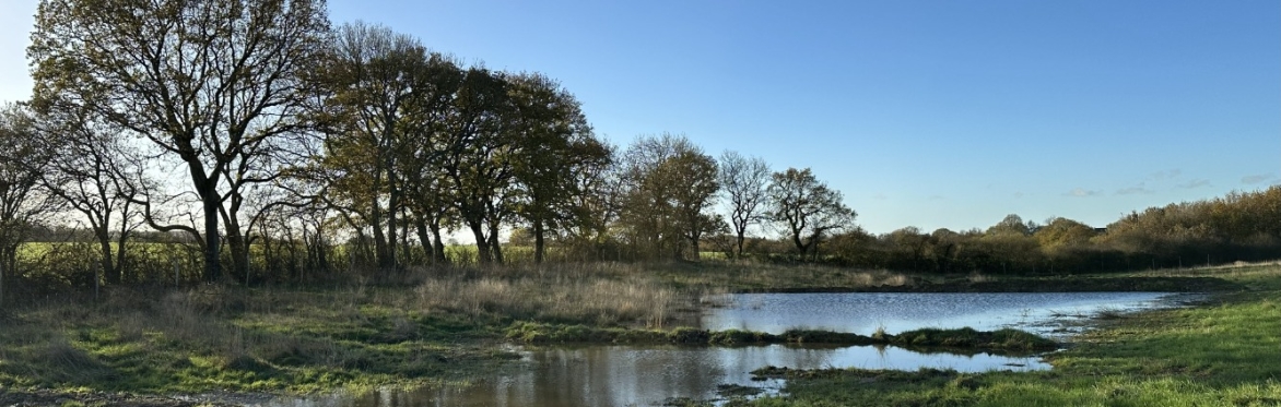 Wet, Wet, Wet: Beaver and Human Wetlands of Heal Somerset