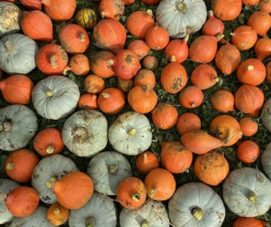 pumpkins