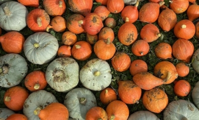 pumpkins