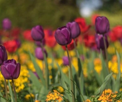 image Frome Selwood Horticultural Society