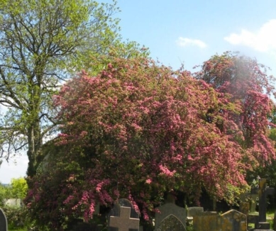 image Frome Dissenters’ Cemetery
