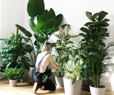 image Pilea Plant Shop