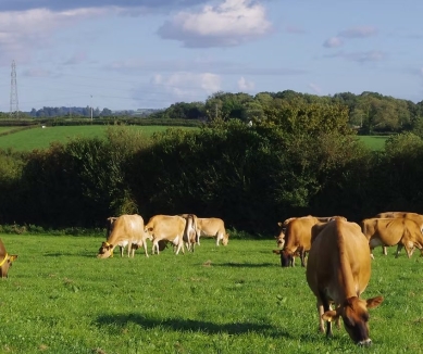 image Ivy House Farm Dairy