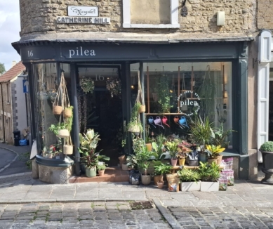 image Pilea Plant Shop